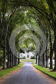 Canopy of trees over road to historic home