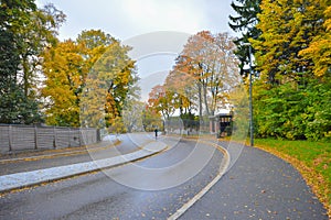 Canopy of trees with Spring colors on each side of road in Oslo