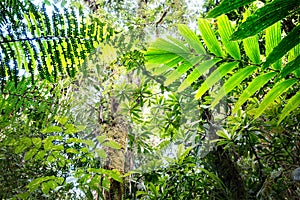 Canopy of tropical Amazon rain forest