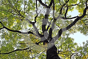 Canopy View of Autumn Tree