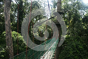 Canopy walk