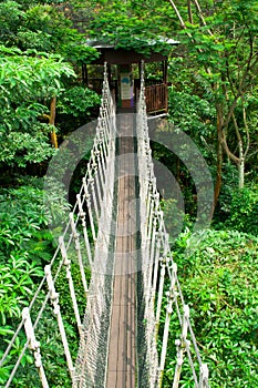 Canopy Walk