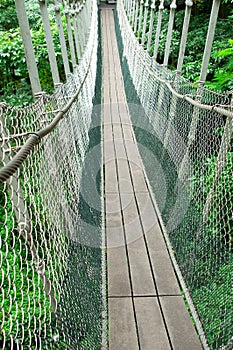 Canopy Walk