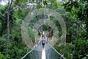 Canopy walk