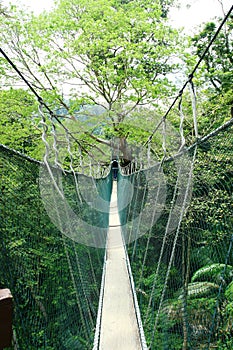 Canopy Walk