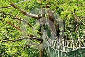 Canopy Walk