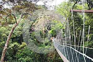 Canopy walk. Malaysia