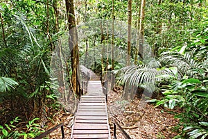 Canopy walk. Malaysia