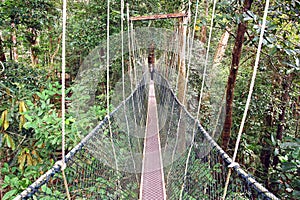Canopy walk. Malaysia