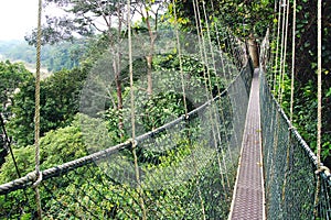 Canopy walk. Malaysia
