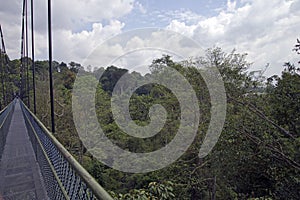 Canopy Walk Through the Rainforest