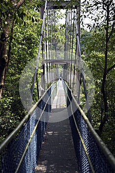 Canopy Walk Through the Rainforest