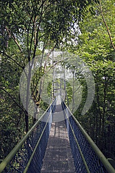 Canopy Walk Through the Rainforest