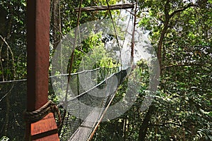 Canopy walk in rainforest