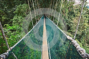Canopy walk in rainforest