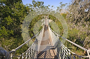 Canopy Walk in a Subtropical Forest