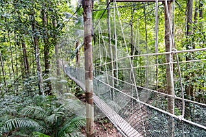 Canopy walk within Taman Negara National Park rainforest is popular eco tourism activity