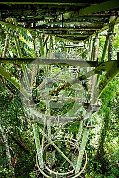 Canopy Walk Tower in the Rainforest Discovery Centre in Sepilok, Borneo, Malaysia