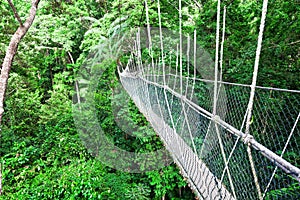 Canopy Walkway Borneo