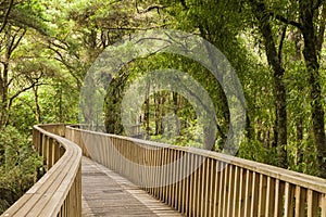Canopy Walkway, Whangarei New Zealand photo