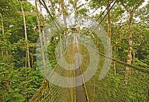 Canopy Walkway in the Rain Forest
