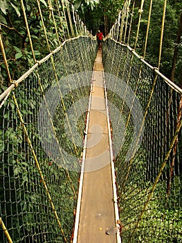 Canopy walkway, Taman Negara, Malaysia