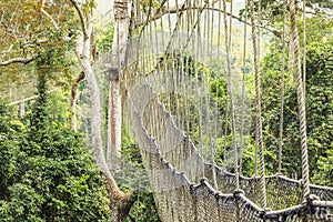 Canopy walkways in tropical rainforest, Kakum National Park, Ghana