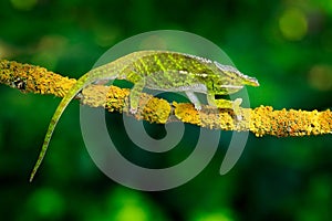 Canopy Wills chameleon, Furcifer willsii,sitting on the branch in forest habitat. Exotic beautifull endemic green reptile with lon