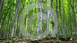 The Cansiglio Forest is a great natural, historical and cultural heritage in the heart of the Veneto region