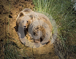 Cantabrian brown bear