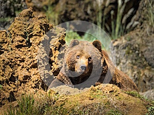 Cantabrian brown bear