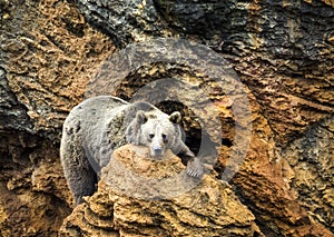 Cantabrian brown bear photo