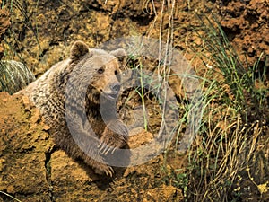 Cantabrian brown bear photo