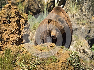 Cantabrian brown bear photo