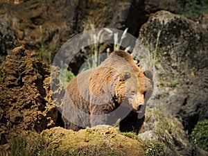 Cantabrian brown bear photo