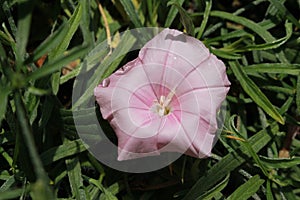 `Cantabrican Morning Glory` flower - Convolvulus Cantabrica photo