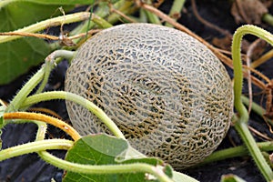 Cantaloupe