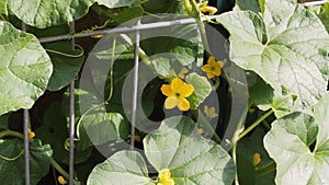 Cantaloupe bloom on the tip of a tertiary vine shakes back and forth as it blows in the wind