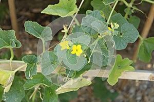 Cantaloupe flowers 