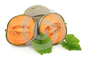 Cantaloupe Melon