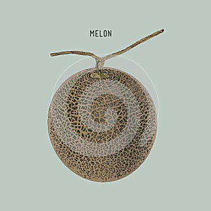 Cantaloupe melon, fruit illustration