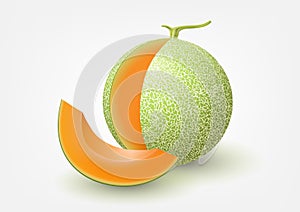 Cantaloupe melon, fruit vector illustration