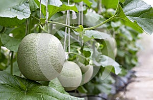 Cantaloupe melon is growing in a greenhouse. Melon is a large round fruit of a plant of the gourd family, with sweet pulpy flesh