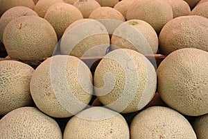 Cantaloupe Melons