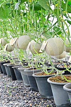 Cantaloupe melons in a greenhouse