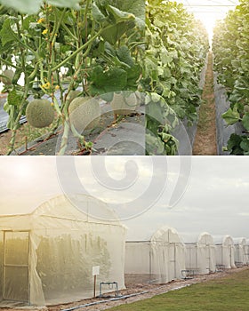 Cantaloupe melons growing in greenhouse farm photo set, outside, inside, fruits on plant