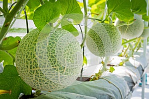 Cantaloupe melons growing in a greenhouse