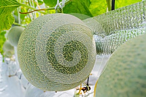 Cantaloupe melons growing in a greenhouse