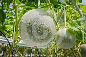 Cantaloupe melons growing in a greenhouse