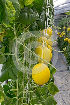 Cantaloupe melons or Japanness melons  growing in a greenhouse supported by string melon nets